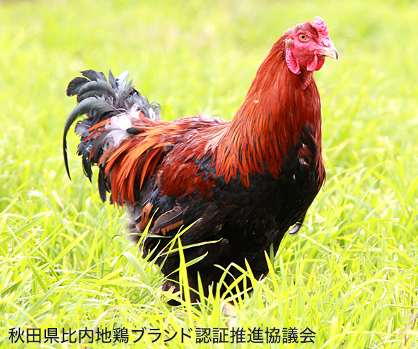 秋田 比内地鶏ラーメン 比内地鶏