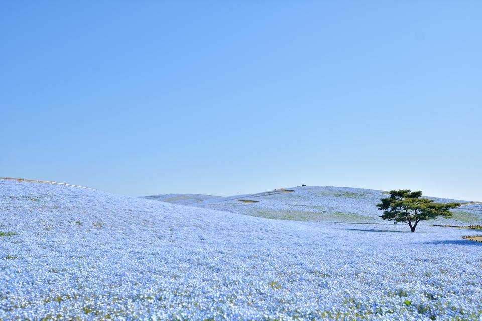 茨城県ご当地ラーメンガイド：水戸黄門も愛した伝説の味から県民ソウルフードまで完全攻略