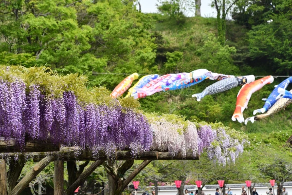 藤枝市の藤まつり
